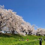 背割堤の桜 （京都府八幡市）