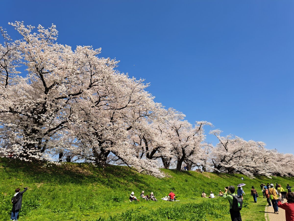 背割堤の桜 （京都府八幡市）